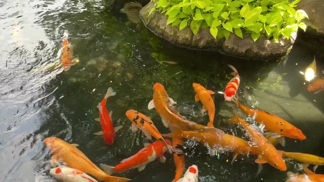 4K overhead footage of colorful koi fish swimming in green pond with water ripples. Seamless loop for zen garden, feng shui, wellness, meditation and mental health video content.