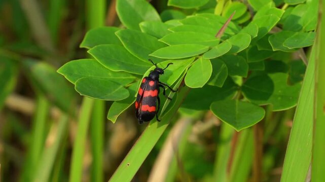 A detailed macro shot captures a small spotted beetle perched on the vibrant surface of a green leaf
