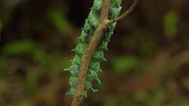 A detailed shot captures a large Atlas Moth caterpillar (Attacus atlas) as it crawls steadily along a textured tree trunk in the forests of Central Java