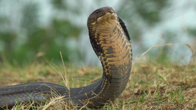 A powerful close-up captures a King Cobra (Ophiophagus hannah) with its hood fully expanded, standing tall and ready to strike in the fields of East Java