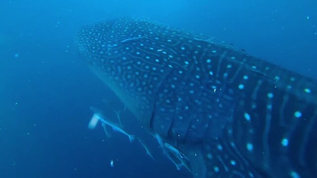 A breathtaking underwater shot captures a massive Whale Shark (Rhincodon typus) gliding through the deep blue waters of West Nusa Tenggara, Indonesia