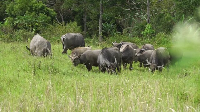 A large herd of water buffaloes (Bubalus bubalis) gathering and grazing peacefully in a verdant meadow in Kerinci