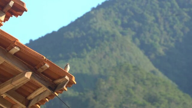 A Eurasian Tree Sparrow (Passer montanus) resting on the edge of a traditional clay tile roof in Magetan, East Java