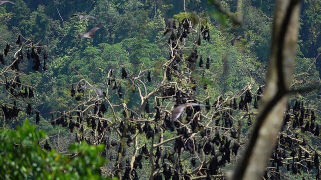 Dramatic slow-motion footage captures a large colony of fruit bats (Pteropus) swarming and flying around a lush tropical tree in West Java