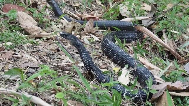 A stunning close-up beauty shot of a King Koros snake (Ptyas carinata), also known as the Keeled Rat Snake, navigating through the undergrowth in West Java
