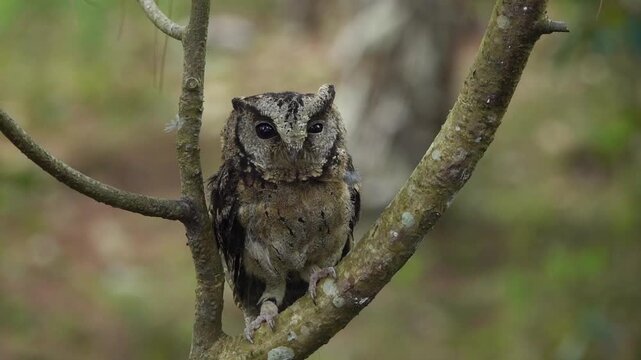 A detailed shot captures a Sunda Scops Owl (Otus lempiji), locally known as Celepuk, perched on a branch in the forests of West Java