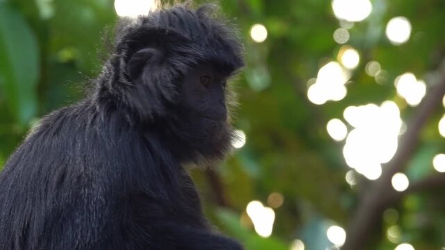 A detailed close-up shot captures the expressive face of a Javan Lutung (Trachypithecus auratus), also known as the Ebony Langur, perched high in a tree in West Java
