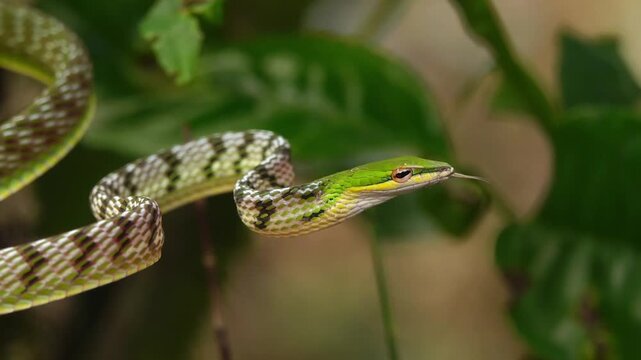 A vivid close-up shot captures an Oriental Whip Snake (Ahaetulla prasina), or Ular Pucuk, as it navigates a tree branch in West Java