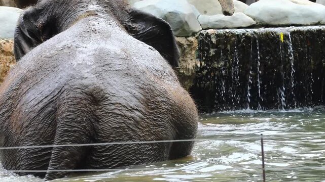 A majestic Sumatran elephant (Elephas maximus sumatranus) is captured soaking in a pool of water in Yogyakarta
