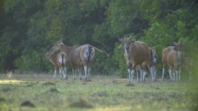 A serene shot captures a herd of Javan Banteng (Bos javanicus), including a mother nursing her calf, in a vast green meadow in Banten