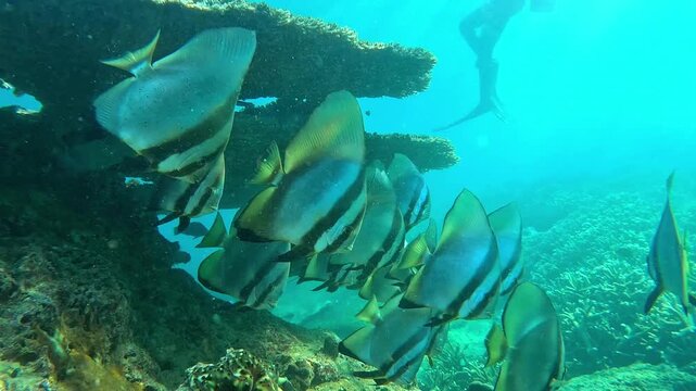 A vibrant underwater shot captures a school of Longfin Batfish (Platax teira), locally known as Ikan Buna, swimming gracefully near a coral reef structure in Banten, Indonesia