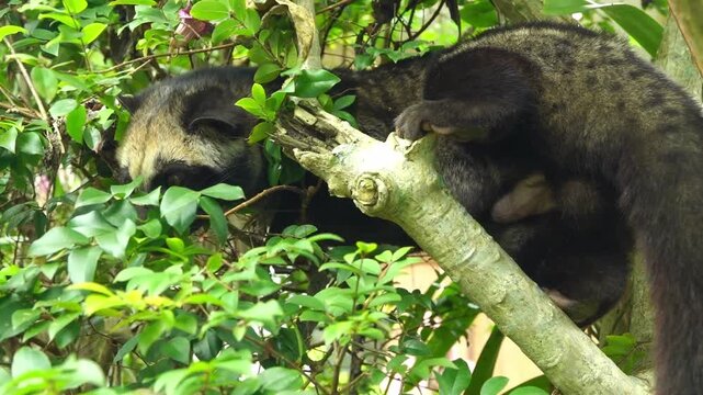 A clear shot of an Asian Palm Civet (Paradoxurus hermaphroditus), locally known as Musang Pandan, perched high on a tree branch in the forests of West Java