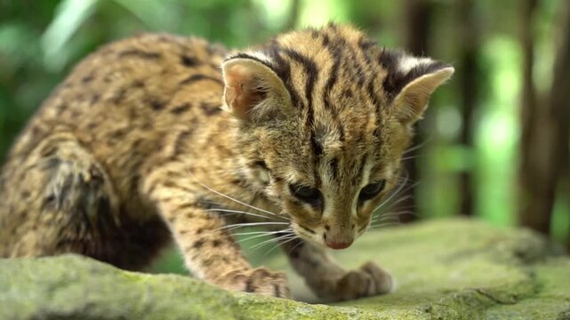 An adorable and detailed close-up shot of a Sunda Leopard Cat kitten (Prionailurus javanensis), locally known as Kucing Hutan, in the wild of West Java