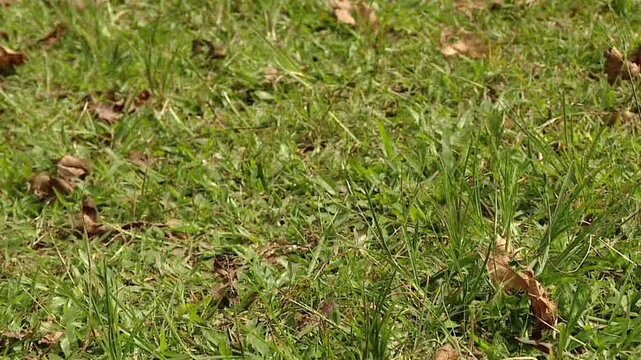 A detailed close-up shot captures a white goat with prominent horns as it peacefully grazes on green grass in the Dieng Plateau, Central Java