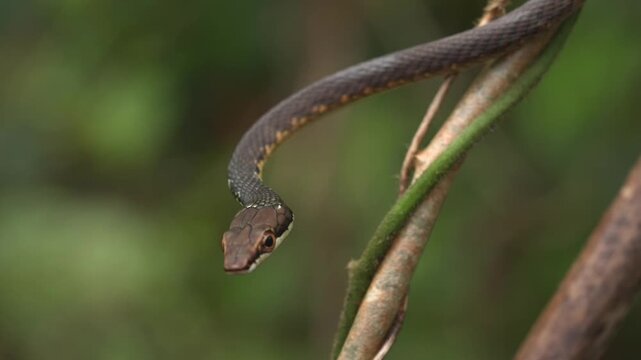 A detailed macro view shows a snake moving along a thin plant stem in the forest