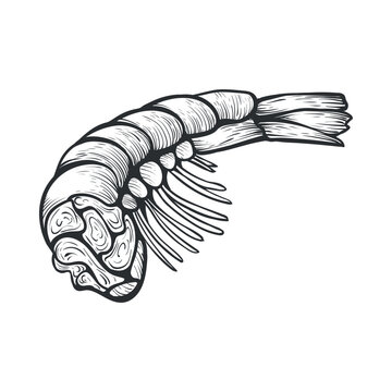 Hand drawn shrimp vector art showing details of anatomy and shape in black and white for digital design projects and illustrations