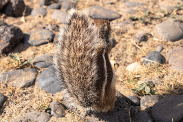 Obraz premium Back view of Barbary ground squirrel sitting on rocky ground in Fuerteventura