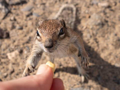 Curious Barbary ground squirrel reaching for food in Fuerteventura