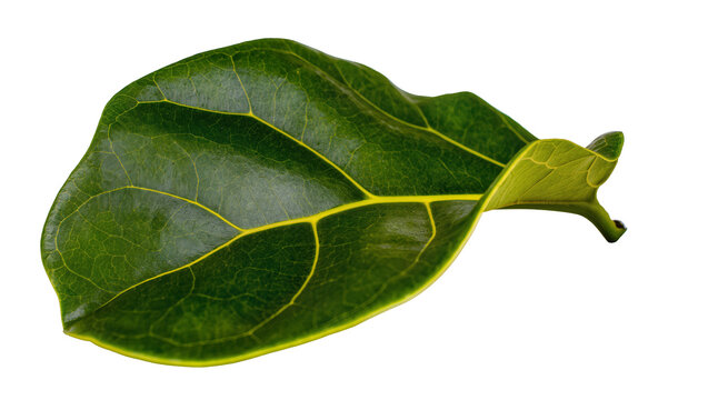 Dark green fiddle leaf fig leaf with yellow veins, isolated on transparent background