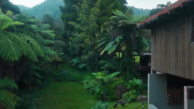 Aerial view of the lush green lawn at Rapaura Watergardens surrounded by dense ferns, native trees and a stone block wall in Thames, Waikato Region, New Zealand.