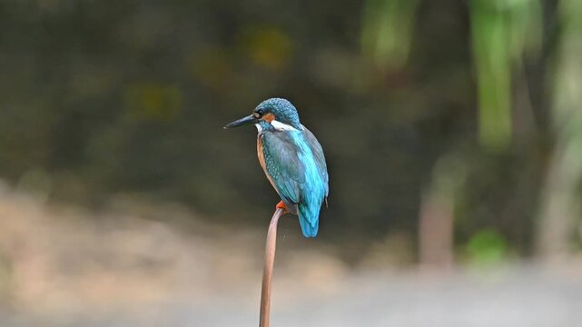 Close up portrait of a beautiful Common Kingfisher (Alcedo atthis) perched on a thin reed against a smooth natural bokeh background.