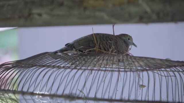 Medium shot of peaceful dove nesting on a damaged vintage iron wire cage, building background with natural audio.