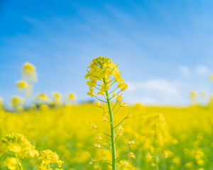 Obraz premium 青空の下に広がる菜の花畑の春風景 / Spring Landscape with Rapeseed Flowers