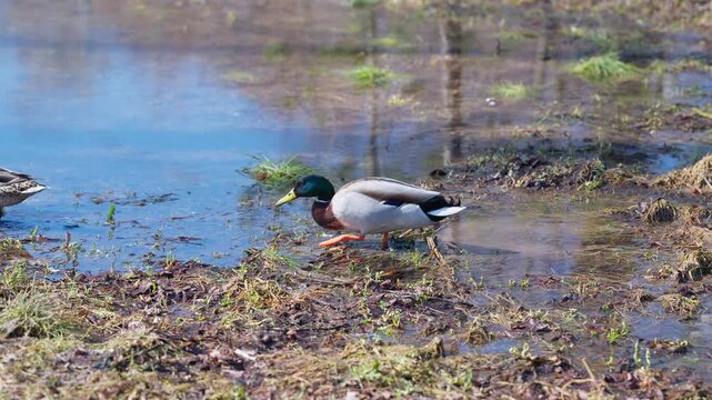Ducks search food. Mallards forage on muddy shore. Male and female mallards hunt shallow water. Natural behavior captured of mallard ducks on pond at peaceful urban park