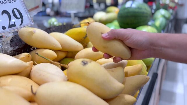 Close up of a customer hand choosing ripe yellow mango from a pile of tropical fruits in supermarket produce section. Selective focus with shallow depth of field. Healthy food shopping. 
