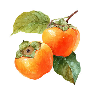 Persimmon, watercolor illustration vector, isolated on a white background.