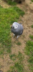 Obraz premium Parrot