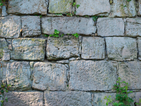 Natursandstein Mauer aufgesetzt am Hang mit frischen Efeu neu bewachsen