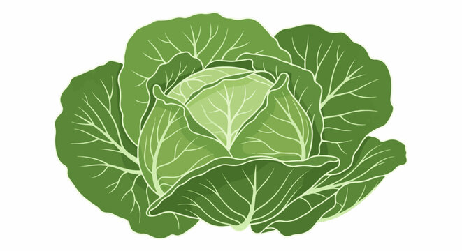 A close-up illustration of a fresh green cabbage with visible leaf veins against white