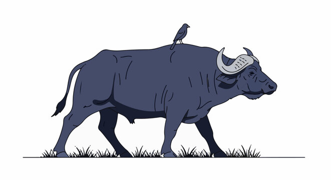 A dark blue buffalo with a small bird on its back walks through grass