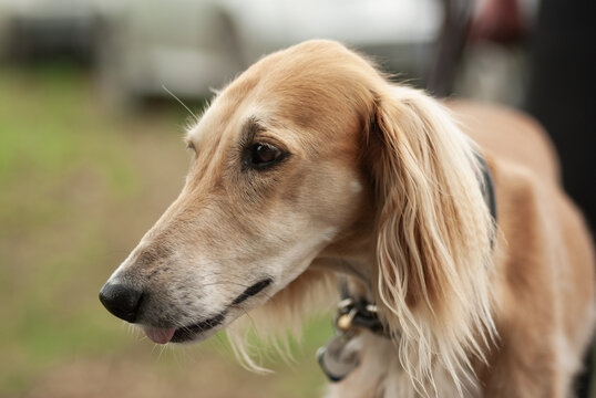 Portr&auml;t eines Saluki