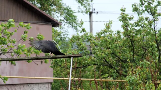 Detailed avian behavior captured during rainfall, showing the bird exercising its wings while perched on a rural garden ledge.
