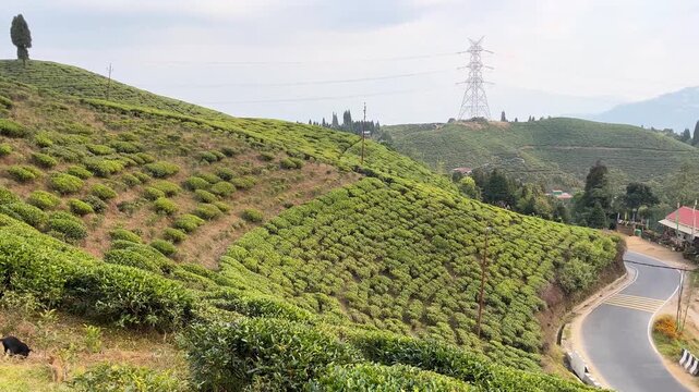 Drone footage of the Mirik tea garden