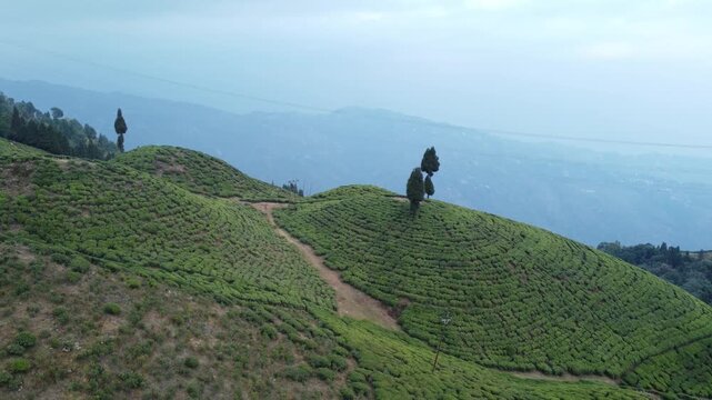 Drone footage of the Mirik tea garden