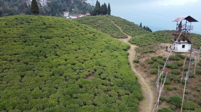 Drone footage of the Mirik tea garden