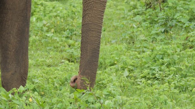 Adult Sri Lankan elephant using its trunk to pull up a clump of grass and strike it against its foreleg in Udawalawe National Park, Sri Lanka.
