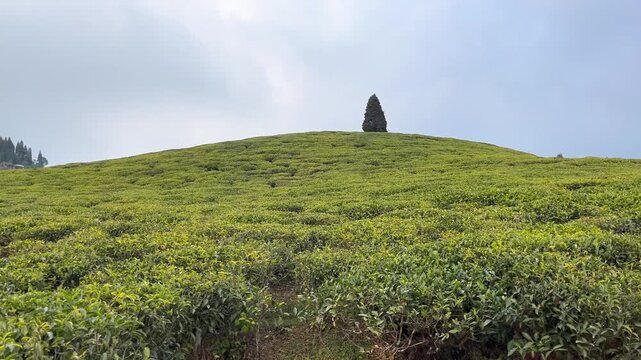 Drone footage of the Mirik tea garden