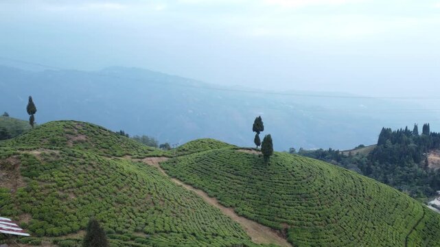 Drone footage of the Mirik tea garden
