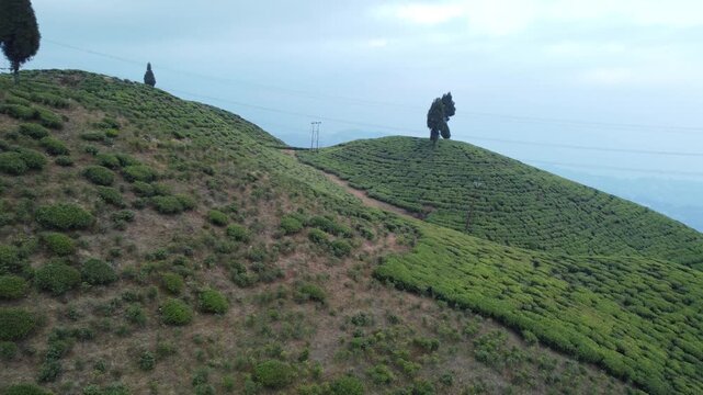 Drone footage of the Mirik tea garden