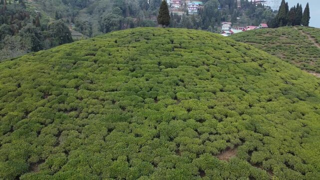 Drone footage of the Mirik tea garden