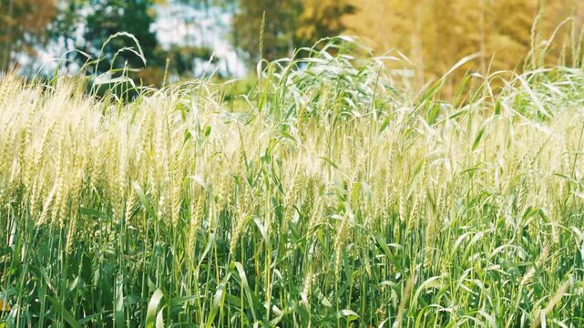 Green Wheat Field and Peaceful Rural Landscape in Japan