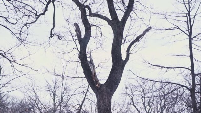 4K video of a lonely, dreary day in desolate nature, frozen forest full of trees with bare, leafless branches in the winter, during a dark, gray, gloomy day, with snow on the ground, frost and ice.