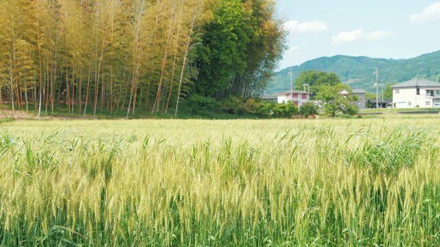 Green Wheat Field and Peaceful Rural Landscape in Japan