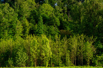 Fototapeta premium Mischwald im Frühjahr