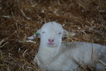 Fototapeta premium Lamb