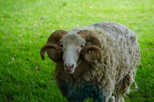Sheep